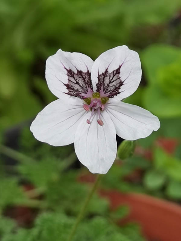Erodium guttatum ‘Stephanie’